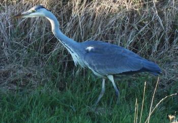 Would you have differentiated this gray heron from a great blue heron if you'd seen it in your favorite wetland? This bird was seen by hundreds of birders in Cape Elizabeth over a week in October. Photo courtesy of Rob Speirs