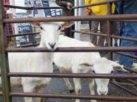 Sheep shearing