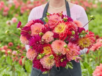 Create Spectacular Aumtumn Color in Your Garden