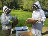 Walk to the Merryspring Nature Center Beehives with Dick Vermeulen