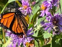 John Fromer will lead an outdoor presentation on Pollinator Friendly Flowers at Merryspring Nature Center on Tuesday, August 11 at 12:00 pm.