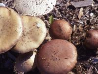 Greg Marley will lead an outdoor presentation on Foraging Edible and Medicinal Mushrooms at Merryspring Nature Center on Saturday, August 15 from 9:00 a.m. to 3:00 p.m.