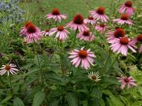 Hannah Howland, Perennial Manager at Plants Unlimited, will lead an outdoor presentation on Native Perennials at Merryspring Nature Center on Tuesday, August 25 at 12:00 pm.