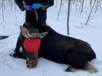 Maine state moose expert Lee Kantor will lead an outdoor presentation on Maine Moose at Merryspring Nature Center on Tuesday, September 8 at 12:00 pm.