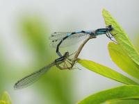 Dr. Roger Rittmaster will lead an outdoor presentation on Identifying Backyard Insects at Merryspring Nature Center on Tuesday, September 22 at 12:00 pm.