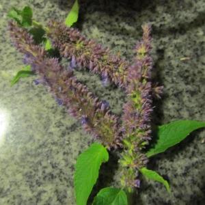 food, maine, ladleah dunn, sailor's rest farm