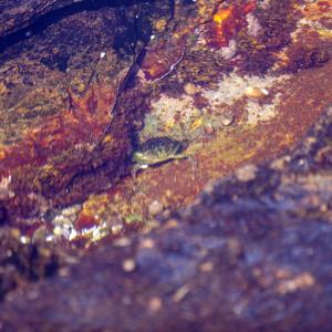 Crab at Marshall Point
