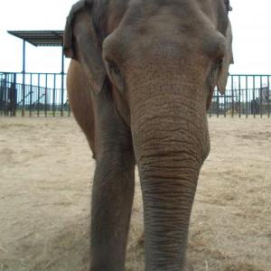 Hope elephants