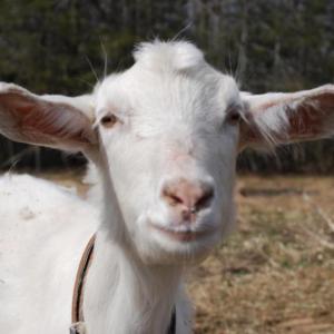 Goats