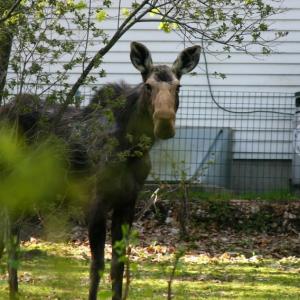 A moose on Chestnut Street in Camden, May 2008. (Photo by Holly S. Edwards) Moose