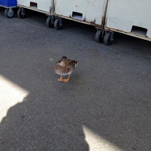 This female duck has been hanging around the donation bins behind the Belfast Goodwill. (Photo by Terri Mahoney)
