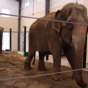 That's Rosey in the front, Opal in the rear. (Photo courtesy of Hope Elephants)