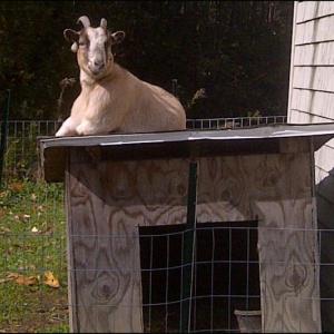 A wayward goat took a walk in Lincolnville Oct. 10, but was picked up by the police chief and escorted home. (Photo courtesy of Lincolnville Police Department)