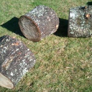 Pine-Cut Firewood (Buxton)