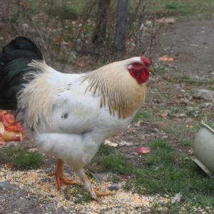 2 Free Roosters about 6 Months old (Thorndike): Take 1 or both. They are both good natured, but we ended up with 3 rooster and only need the one