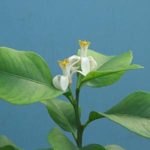 If you are lucky enough to own a greenhouse, solarium or a room with a tall ceiling and lots of sun, consider citrus trees.