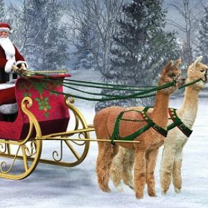 Northern Solstice Alpaca Farm in Unity will host a farm open house Saturday and Sunday, and it's just one of the many holiday happenings on tap this weekend, everything from movies and plays to open houses, art walks, holiday bazaars and gift wrapping for good causes. (Image courtesy Northern Solstice Alpaca Farm)