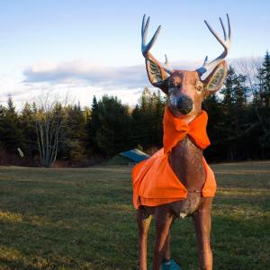 A lawn ornament in the back yard of Islesboro residents Doug and Normajean Welldon sports a blaze orange vest and scarf for the island's special deer reduction hunt, which started on Dec. 10. (Photo by Ethan Andrews)