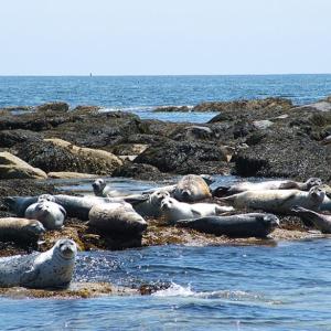 Seals