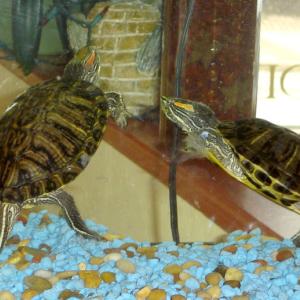 Twelve-year turtles, Red-eared Sliders Clyde and Duke, are part of the family-run Park Street Grille. (Chris Wolf)
