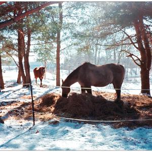 WINTERPORT - Horses. (Photo by Ethan Andrews)