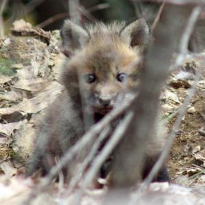 The sound of the camera's shutter caught this red fox kit's attention, and it looked right at me as I snapped just two frames before it darted back down into the den with its siblings. (Photo by Holly S. Edwards)