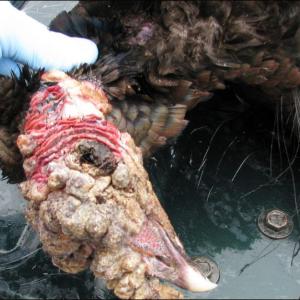 The Lymphoproliferative Disease Virus is afflicting Maine turkeys, and the state is warning hunters to be careful handling them, although sick turkeys are apparently still edible. (Photo courtesy Maine Department of Inland Fisheries and Wildlife)