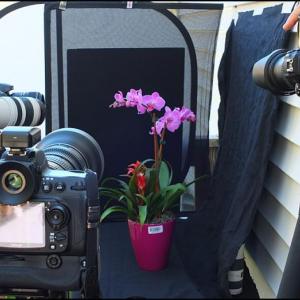 Cameras focus on the still life of an orchid. (Photos by Chris Wolf)