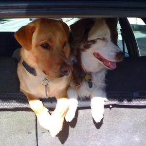 These are sample dogs, Shnuck and Sydney, and this photo was taken in the spring, when the weather was cool. This time of year when you need to go somewhere in your car, it's best to leave your furry friends at home. (File photo by Holly S. Edwards)