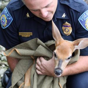 Camden Police Chief Randy Gagne tries to calm a scared fawn with a broken leg he had just rescued from the head of Camden Harbor. (Photo by Holly S. Edwards)