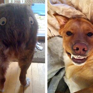 Does your dog love Dr. Seuss? Does he smile when he’s happy? If you have a photo of your dog being funny, enter Penobscot Bay Pilot’s Funniest Pet Photo Contest and win $500 in prizes if your photo earns the most public votes.