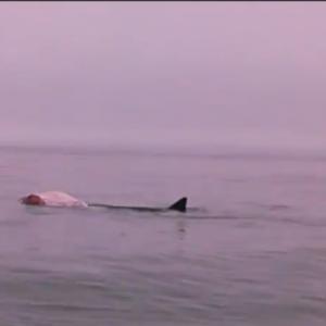 From Ryan Casey's video, available below, of what appears to be a great white shark feeding near Damariscove Island. Courtesy of Ryan Casey, edited by Ryan Leighton From Ryan Casey's video, available below, of what appears to be a great white shark feeding. Courtesy of Ryan Casey, edited by Ryan Leighton