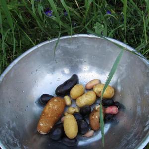 Dulse & Rugosa