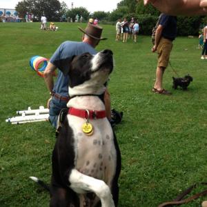 Milo - Winner Top Dog - $140 Raised for PAWS