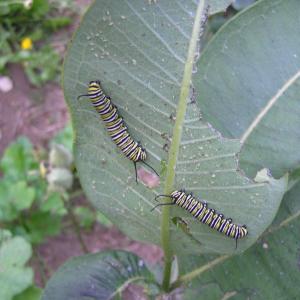 Monarch butterfly caterpillars feed on the underside of a common milkweed plant. Monarchs are dependent upon milkweed for their reproduction. SUE MELLO/Boothbay Register