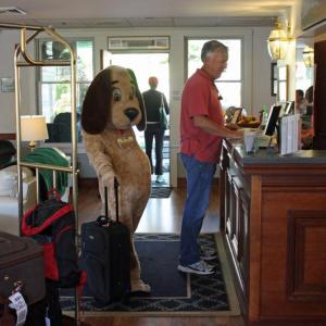 Petey, the plush P.A.W.S. puppy, waits in line to check into the Camden Riverhouse Hotel late Friday morning, and will be appearing through Camden and Rockport Saturday, Sept. 21, for the P.A.W.S. Shop for the Cause fundraiser. (Photo by Holly S. Edwards)