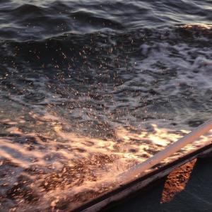 The connection between human activities and ocean acidification could be studied further, but do we really need to wait to act? (Shlomit Auciello photo)