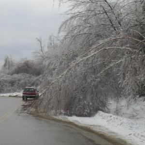 Drooping trees block one lane of traffic in the Hannaford and Job Lots parking lot. 