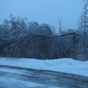 A tree snapped in two by the heavy ice in Northport.