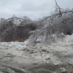 Trees lining the Hannaford/Job Lots parking lot slump under the weight of the ice. 