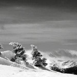 “Spruce Trees Carter Dome,” Tony Marple, Whitefield. A 2013 MPS submission.
