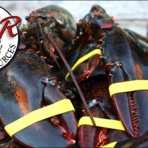 The affected area is approximately 7 square miles, out of more than 14,000 square miles in the Gulf of Maine where lobsters are harvested. (Photo by Holly S. Edwards)