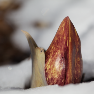 Skunk cabbage. (Courtesy Tony Oppersdorff)