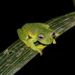 Cochranella punctulata. (Photo by Esteban Alzate (http://calphotos.berkeley.edu) (http://creativecommons)