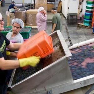 Workers process blueberries at Coastal Farms and Food Processing in 2013. The facility, which also included food storage and a commercial kitchen will close at the end of the month according to management. (Photo by Ethan Andrews)