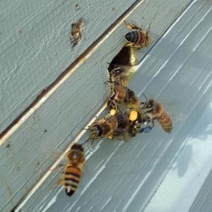 It’s finally the time of year when beekeepers get to watch their bees bringing in pollen again. The blue pollen on one of the bees back legs is from Siberian squill, a small blue early spring blooming flower. (Photo by Holly S. Edwards)