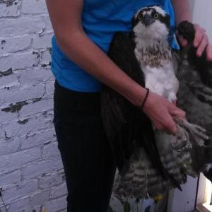 Shelley, a waitress at 40 Paper, took time from tending tables Sunday, May 25, to rescue an osprey that had been trapped in the bottom of the Knox Mill smokestack. (Photo by Janna Halwick)