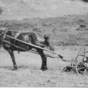 Oliver Pendleton gets ready to plow his garden, c. 1910. His farm was at 2562 Atlantic Highway, where his descendents still live. (Photo courtesy of Lincolnville Historical Society)