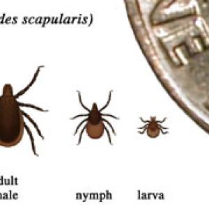 (Courtesy CDC.com)