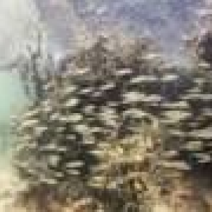 Rockweed.